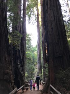 Muir Woods