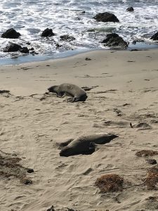 Sea Lions